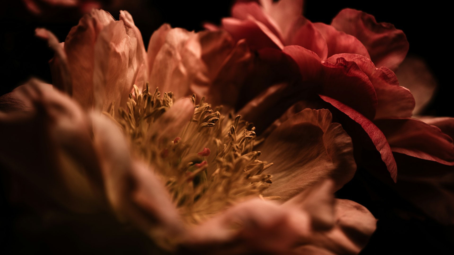 Close-up shot of a cluster of vibrant flowers.
